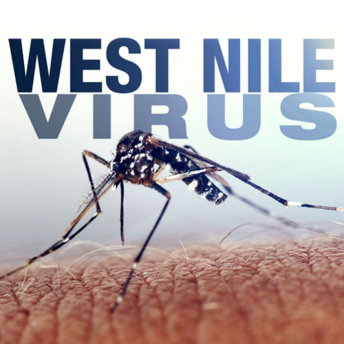 Nouă decese din cauza virusului West Nile în România