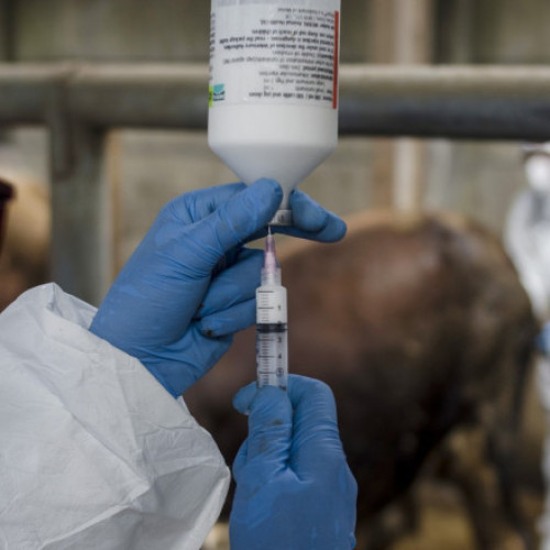 Europa se confruntă cu o epidemie gravă de febră aftoasă