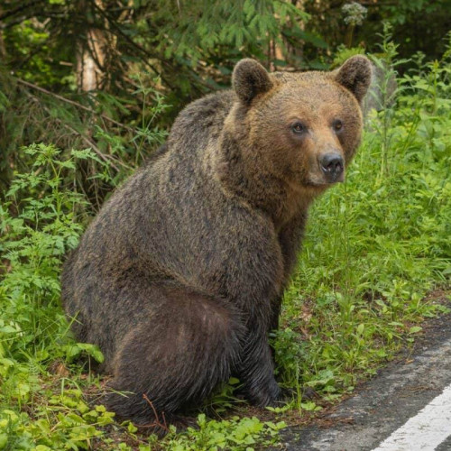 Un urs a fost zărit în comuna Pucheni!
