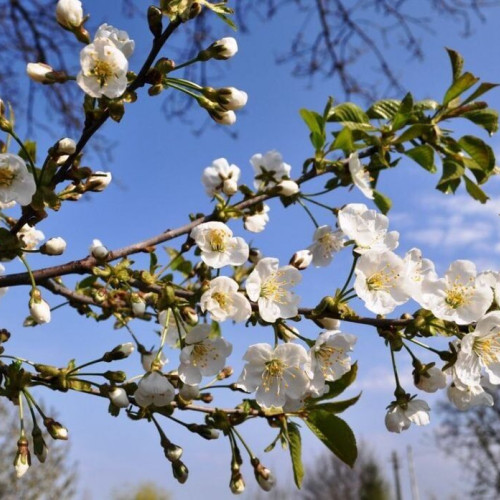 Vremea pentru următoarele patru săptămâni în România: temperaturi ridicate și cantități normale de precipitații - prognoză meteorologică