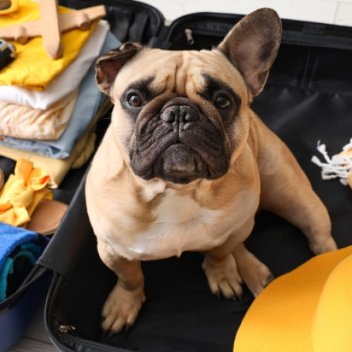 CJUE stabilește că animalele de companie sunt considerate bagaje în transportul aerian