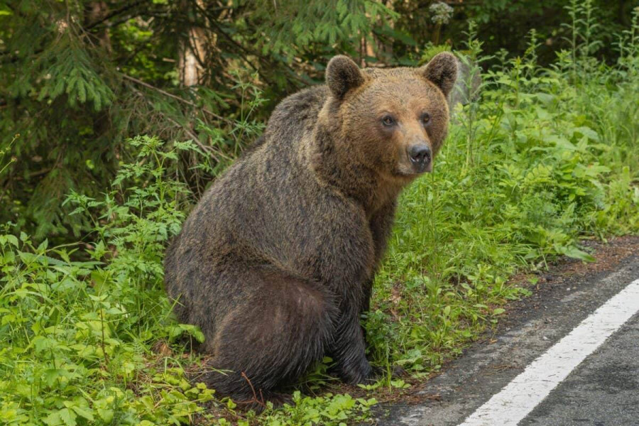 Urs observat în comuna Ocnița în noaptea de duminică spre luni