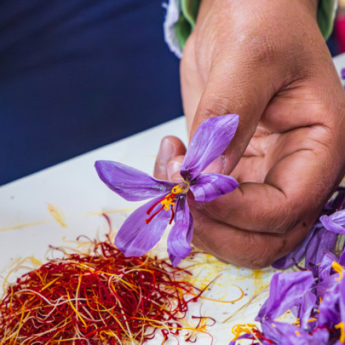 Sat din Vrancea produce cel mai scump șofran din lume, prețul ajungând la 100.000 de lei/kg