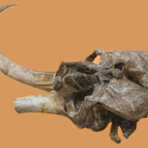 Craniul unui mamut vechi de 350.000 de ani expus la Palatul Culturii din Iași