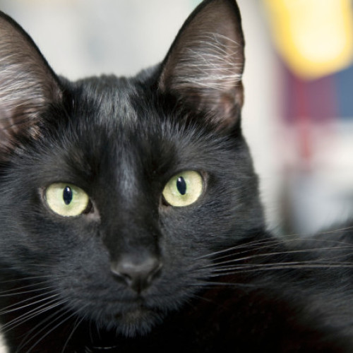 Ziua Pisicilor Negre, ediția a III-a, la Muzeul „Antipa” cu program special